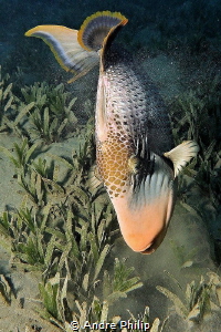"Blow out the prey" - The Yellowmargin Triggerfish (Pseud... by Andre Philip 